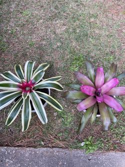Bromeliads flower indoor $35 each pot