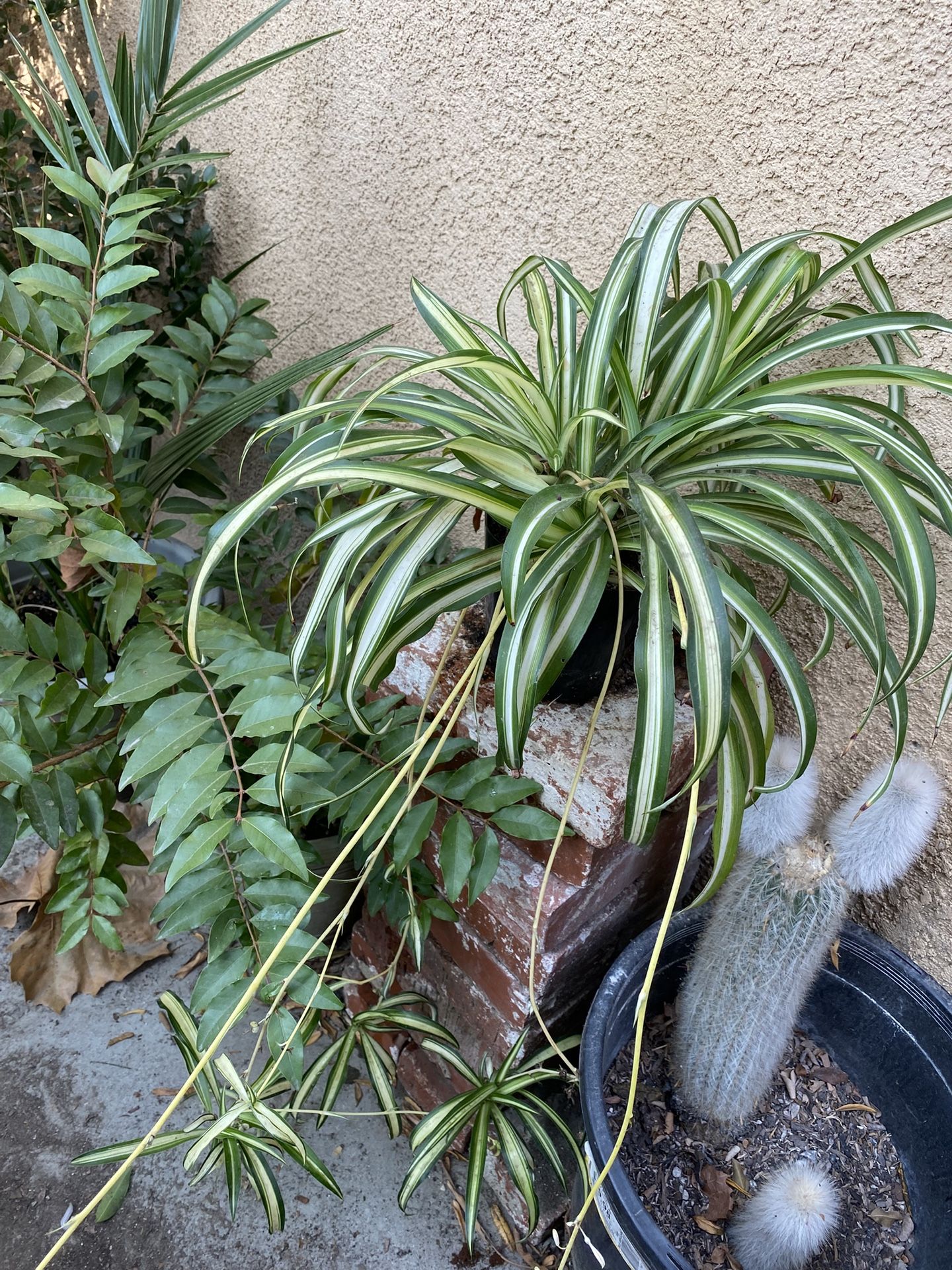 Spider Plant