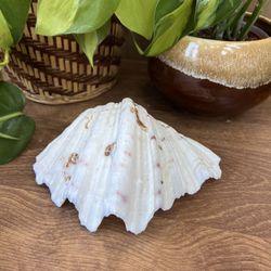 Vintage Half White Clam Shell Coastal Boho Beach Ocean Trinket Tray Succulent Display Decor 