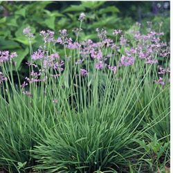 Society Garlic ::  Easy To Grow :: Drought Tolerant ::