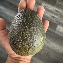 Avocado Trees 