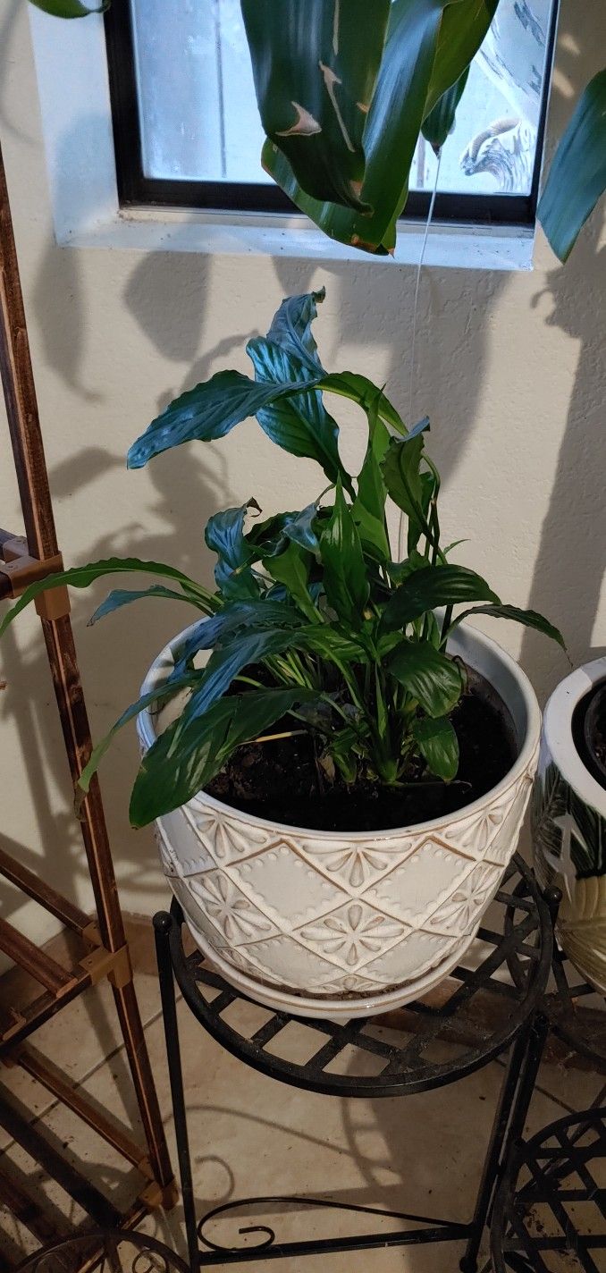 Plant