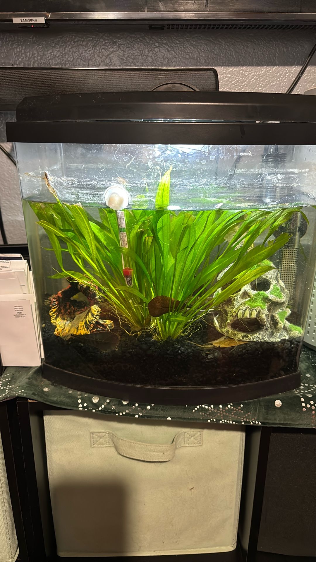 Fish Tank With Live Plants