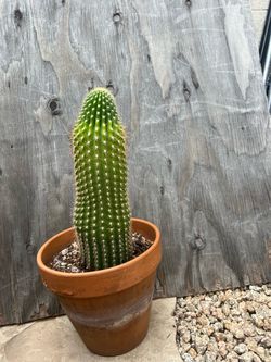 Columnar Cactus in Terra Cotta Pot