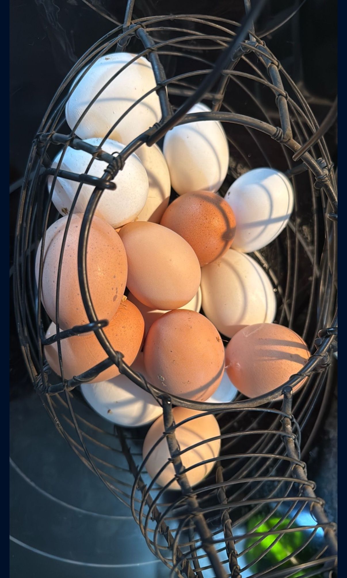 Farm Fresh Eggs Farm Fresh Eggs organic $7 a dozen Huevos frescos de Rancho $7 la dozena Huevos no estan glavados, unwashed eggs brown and white al