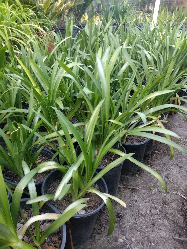 Agapanthus Flowers- Flores