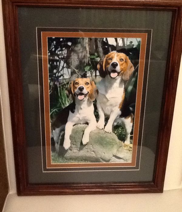 Gerry Lamarre Wildlife Photographer Beautiful Beagle Pair For In University Place Wa Offerup