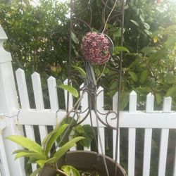 Hoya Actual Plant . Trellis Not Included 