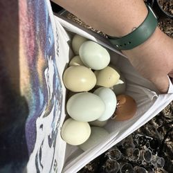 Fresh Eggs 