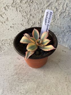 3 Inch Pot Succulent Plant - Unique Aeonium Sunburst Variegated - Rooted & Established - Drought Resistant 🪴
