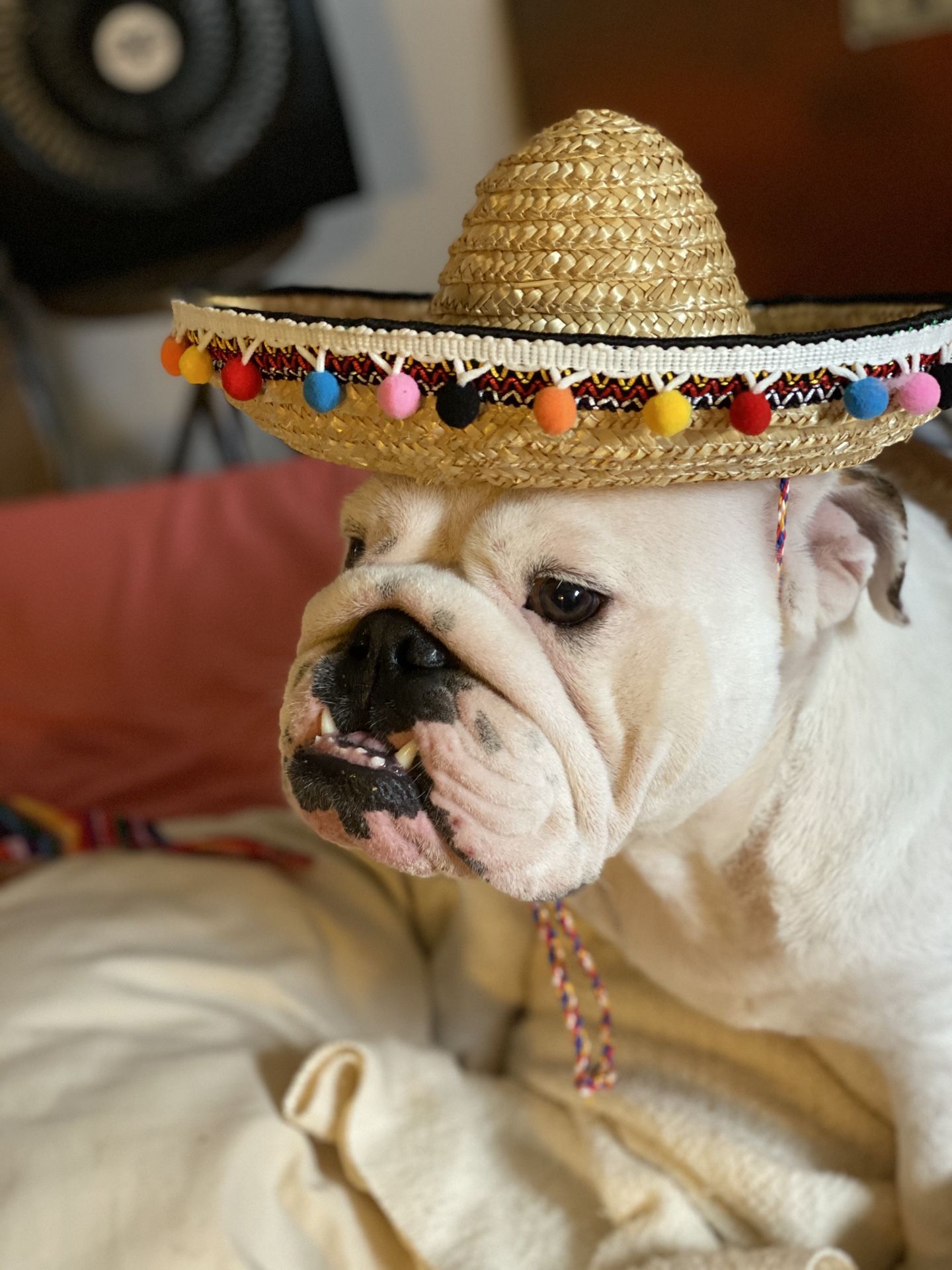 M/L Mexican Sombrero and Poncho
