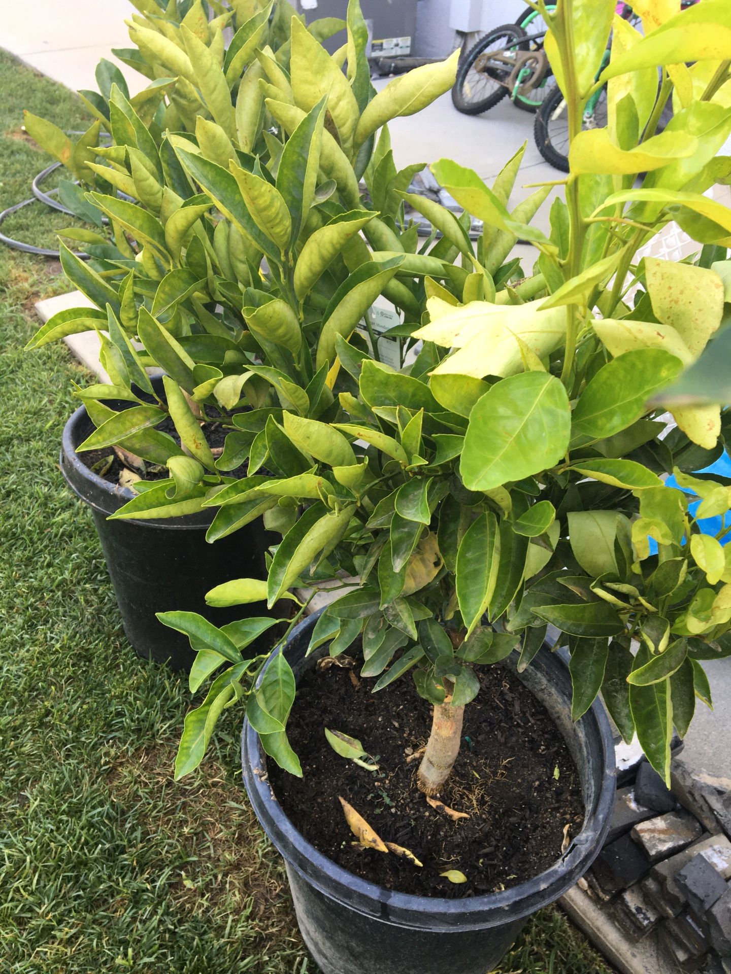 Árboles frutales 15 galones, image size:1440x1920