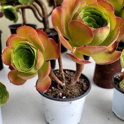 Aeonium Canariense- Canary Island Aeonium