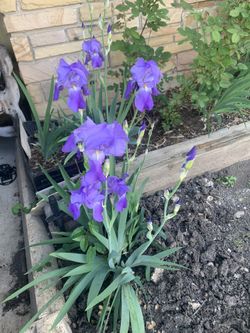 Purple Irises 