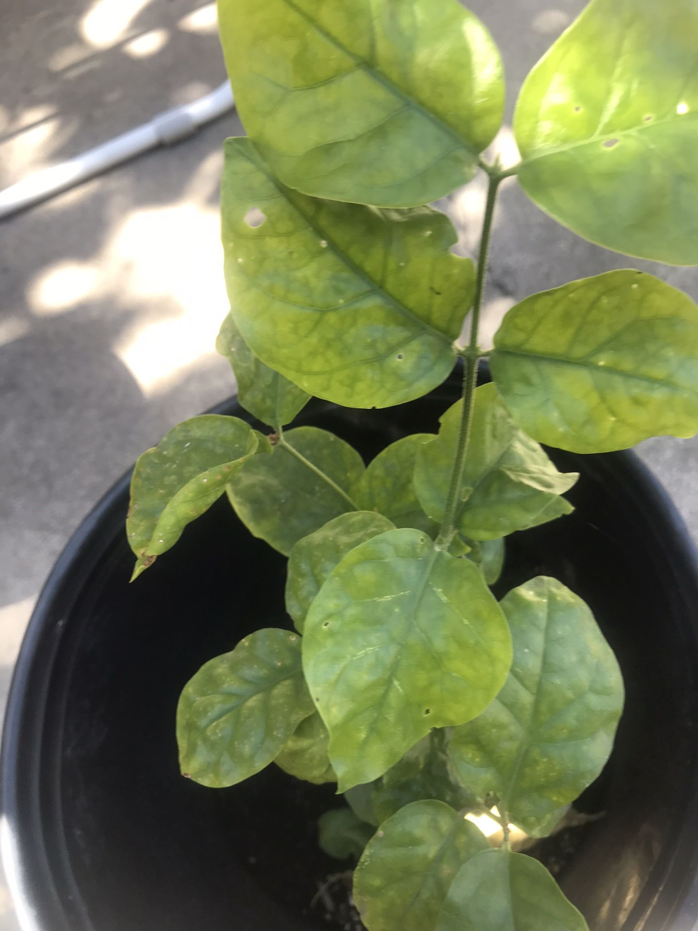 Turkey Berry ( Sundikai ) Plant