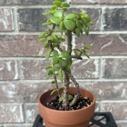 Elephant Bush Succulent Plant Bonsai 