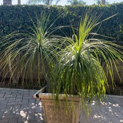 Ponytail Palm