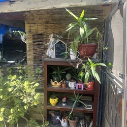 Plants ,Flowers ,Garden Supplies 