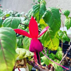 Red Fuchsias