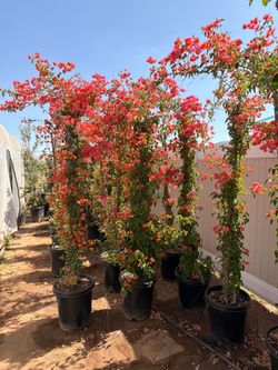 Bougainville 15 gal