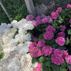 🔥 Hydrangeas – ONLY $30! 🔥