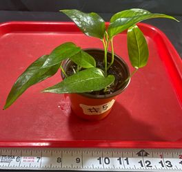 Epipremnum Pinnatum “Skeleton Key” – Rare Aroid