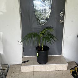 Kentia House Palm Plant EXOTIC