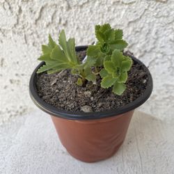 4 Inch Pot Succulent Plant - Sedum takesimense - Rooted & Stablished - Beautiful Color 🪴- Drought Resistant 