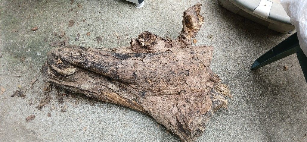 Huge Driftwood..statement Piece!