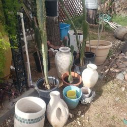 6 cactus lot $40.00