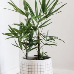 Young Well Rooted Lady Finger Palm Plants (Rhapis Excelsa)
