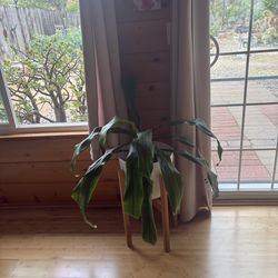 Dracaena Fragrance Plant