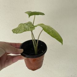 Alocasia Blizzard Plant 