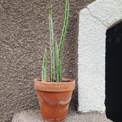 Stapelioformis Succulent Plant