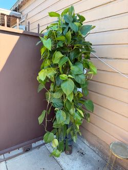 8” huge jade pothos 6 feet long