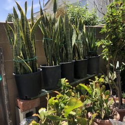 Snake Plants