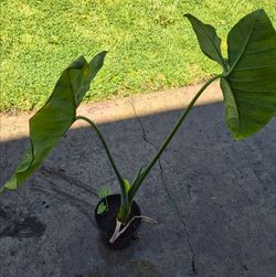 Oreja de elefante (planta)