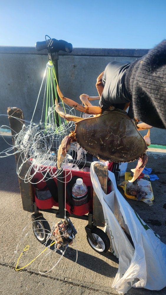 Dungeness Crab Snare And Combo Set