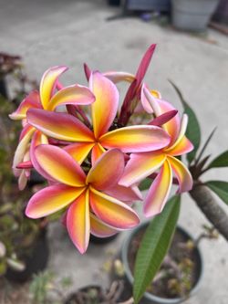 42” Tall Rainbow Plumeria Plant Outdoor