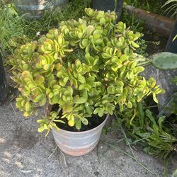 Jade plant