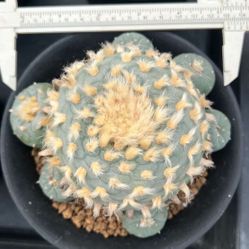 Beautiful Rare LF Cactus Plant Seed Grown Large 