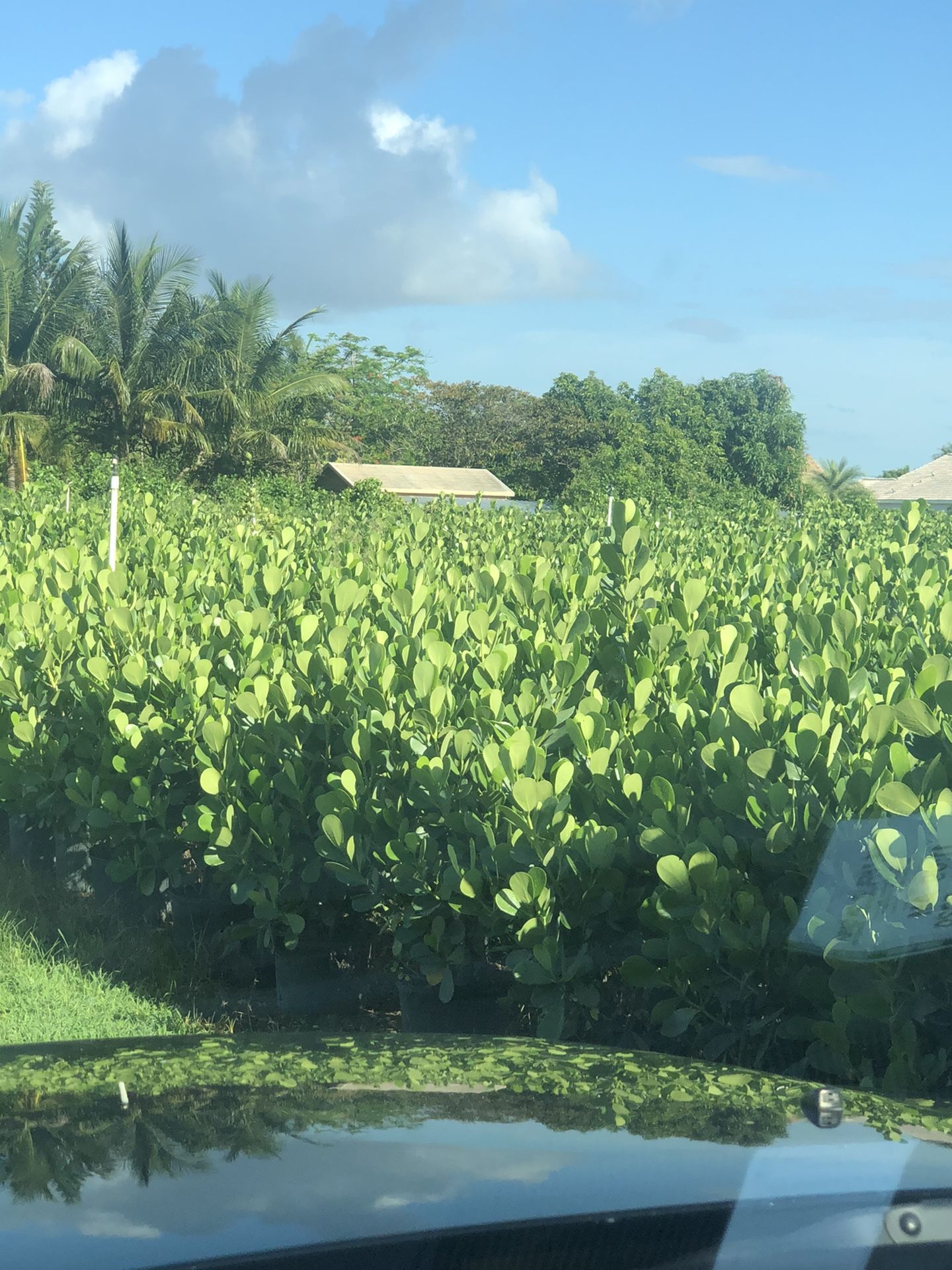 7 gallon Clusia hedge plants 3-4 feet tall $17 each
