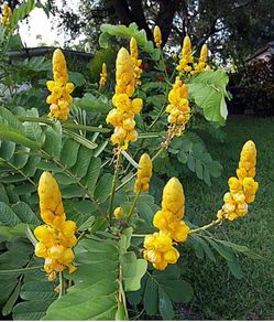 Candelabra Candelabro yellow seed pods