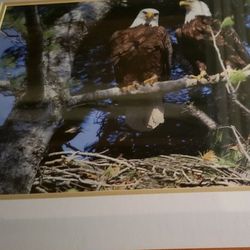 Wildlife Prints.  27 X 21 Inch  Oak Frames Not Glare Glass. 2 Eagles 1 Fox Michigan Pictures.  