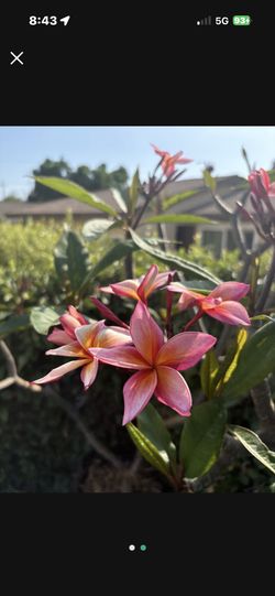 Plumeria Tree