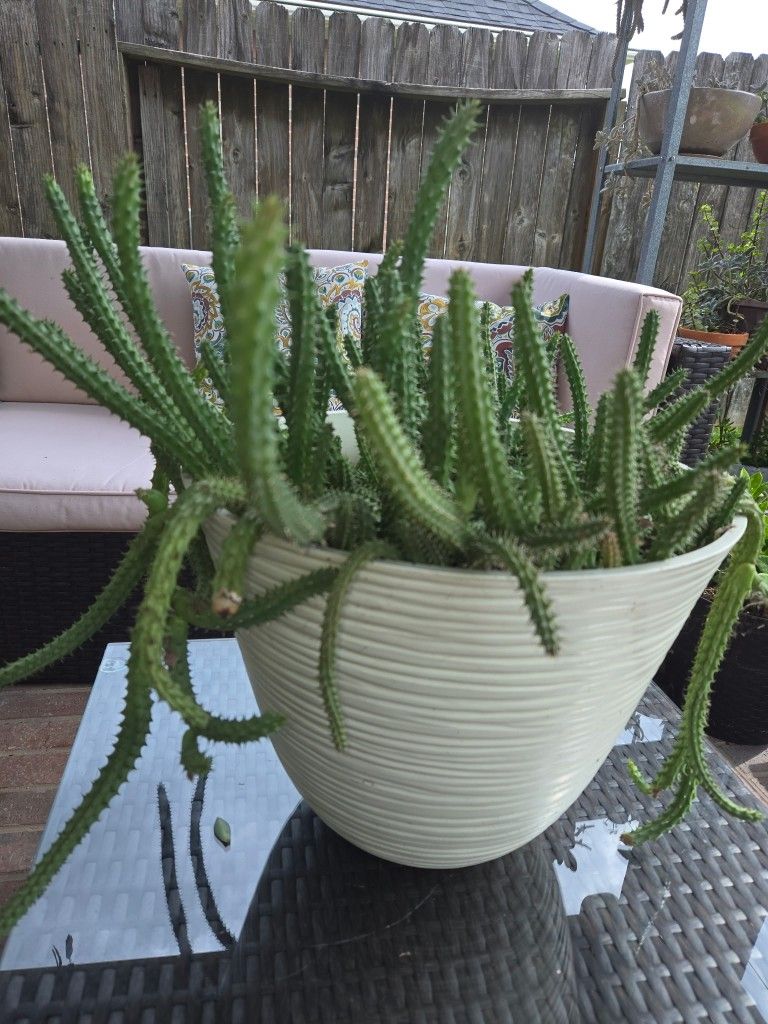 Potted Succulent $55