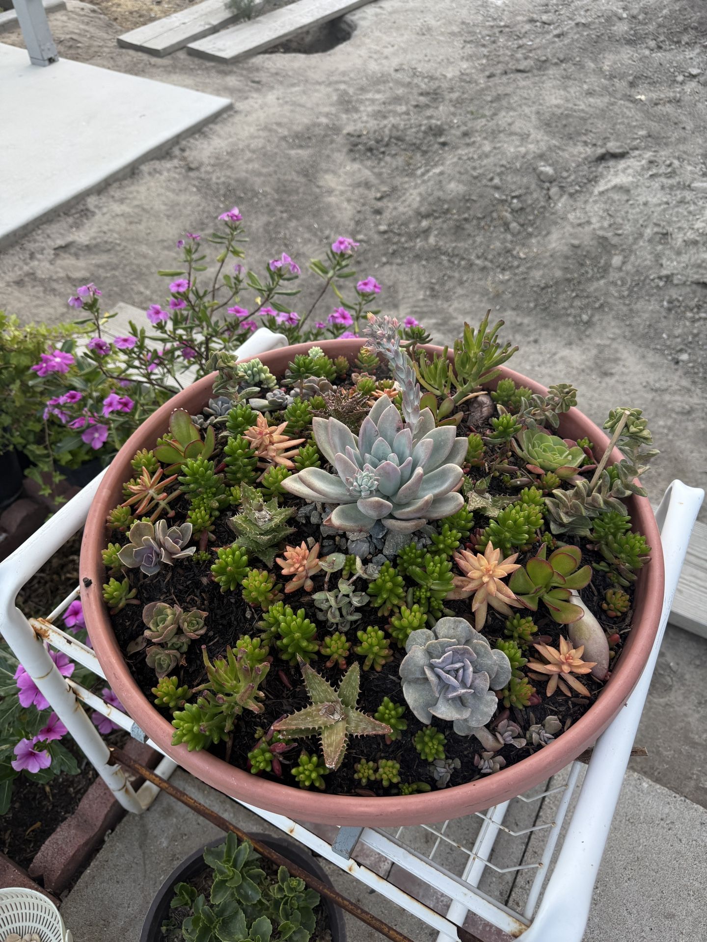 XL Modern Succulent Arrangement