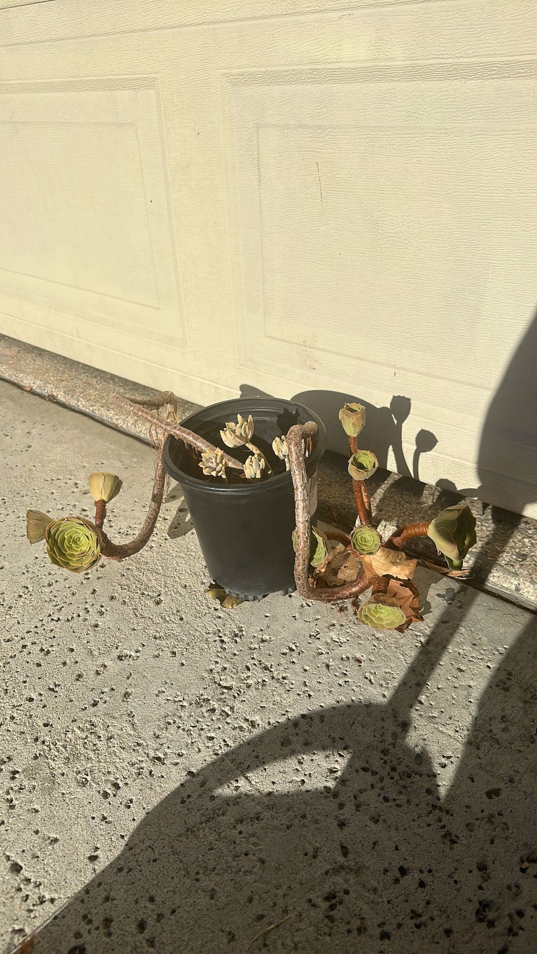 Cool succulent
