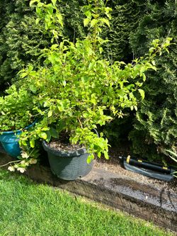 Dogwood – Cornus sanguinea