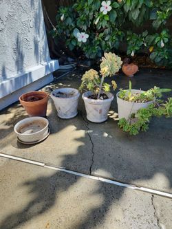 Flower pots